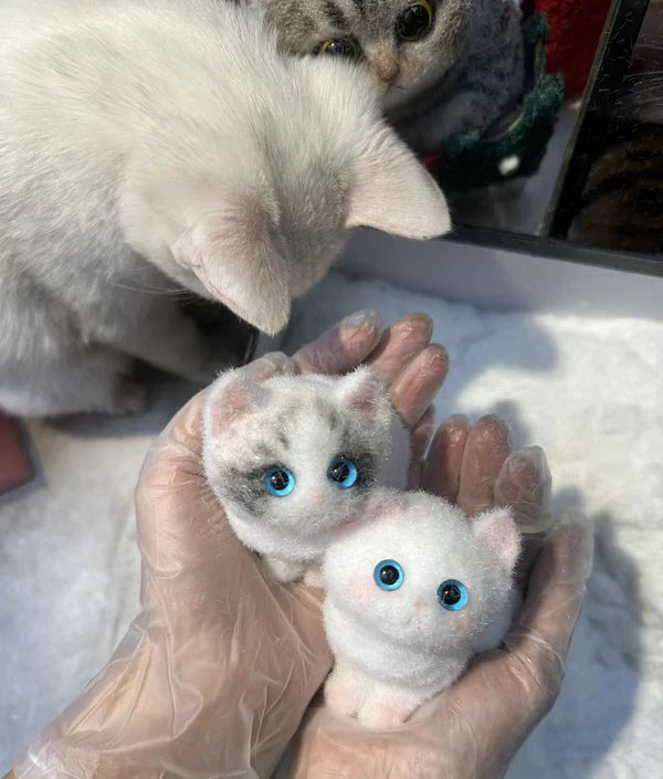 C02-Pretty Blue-eyed Ragdoll Kitten